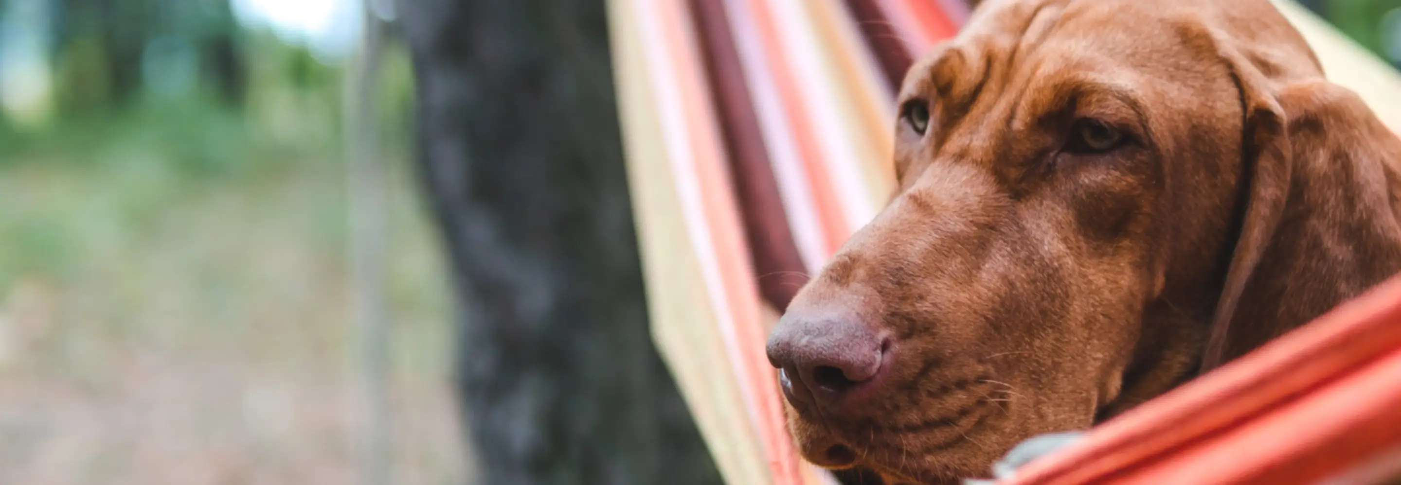 Relaxing Dog Boarding Wide Image